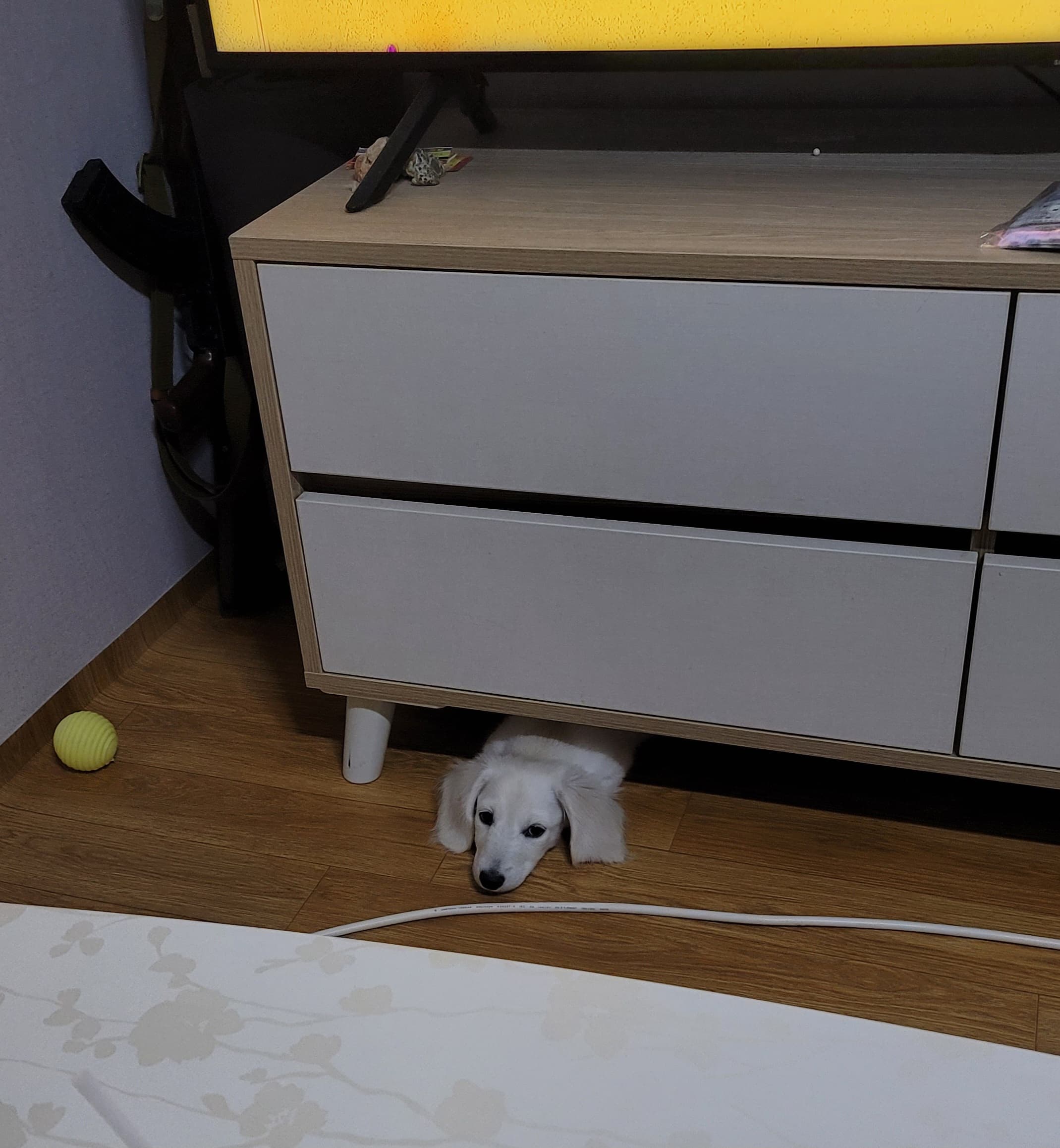 숨었는데  안보이겠지??