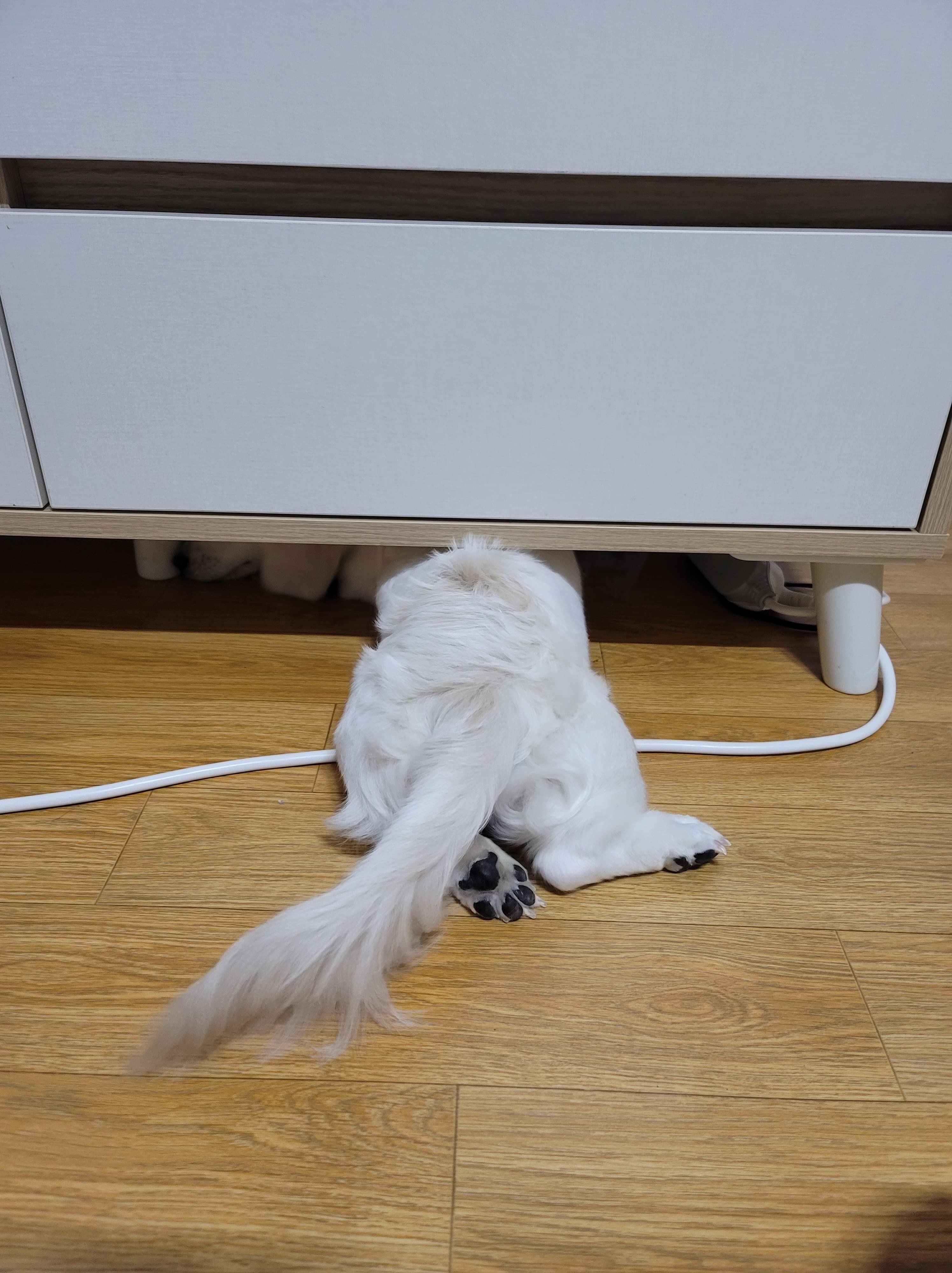 숨었는데  안보이겠지??