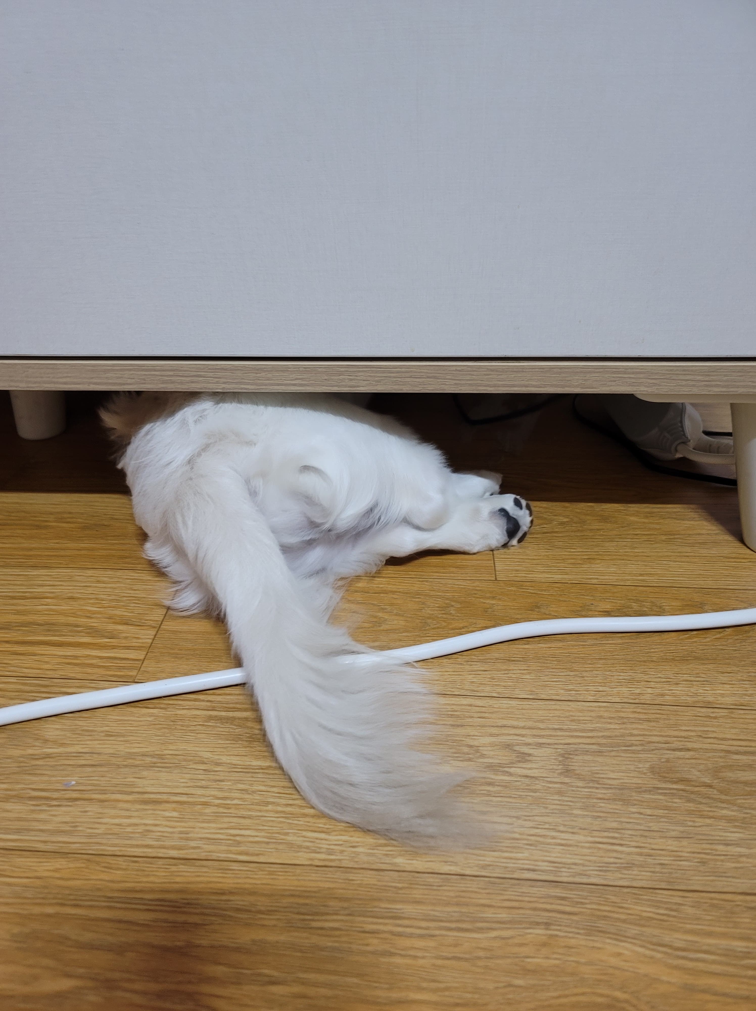 숨었는데  안보이겠지??