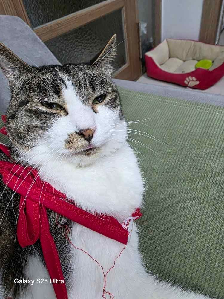 우리집 고앵이 개못생김 ㅋㅋ